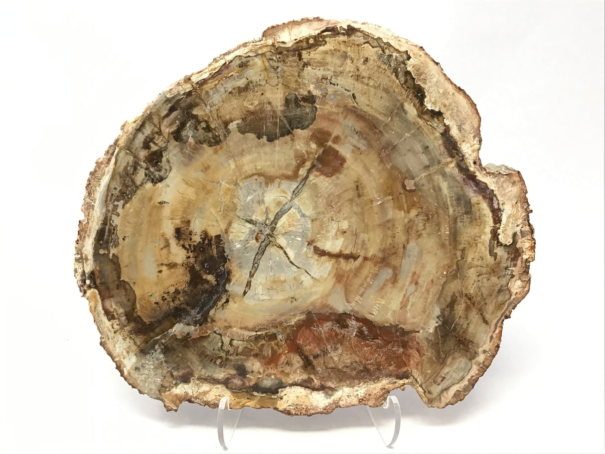 Madagascar Petrified Wood Slice with Natural Bark Edge - Medium on Lucite Easel