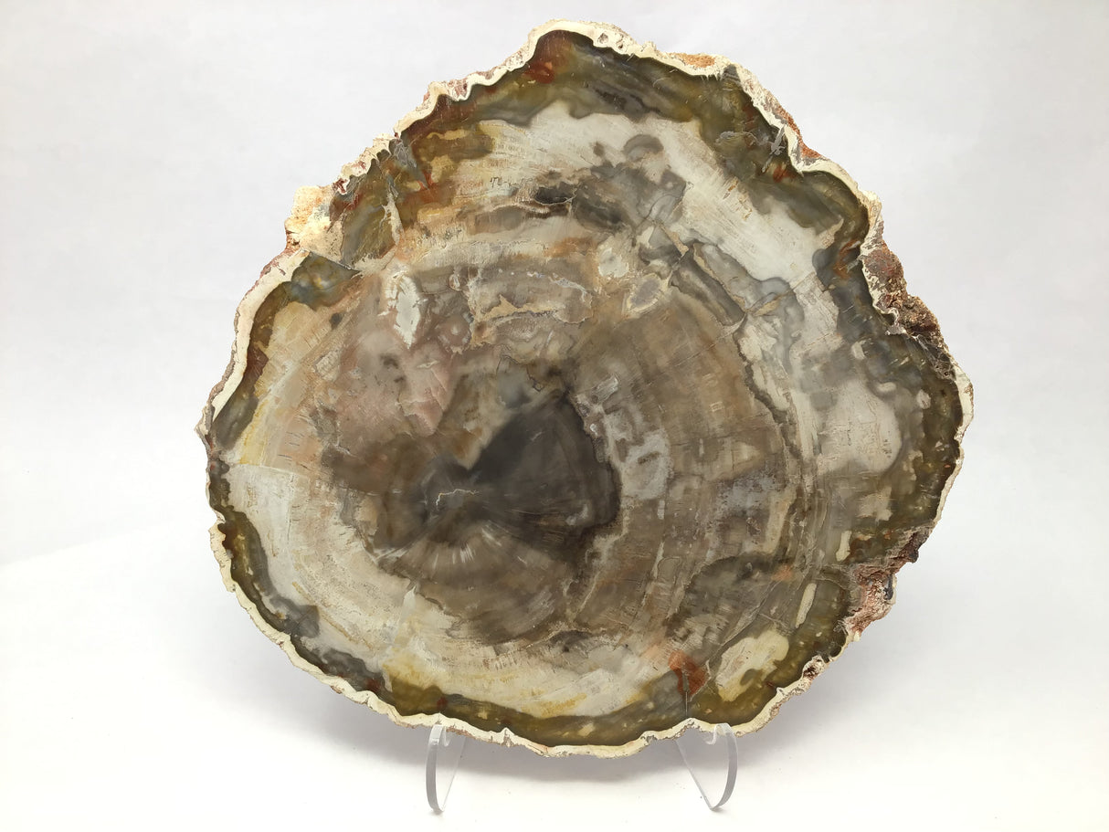 Madagascar Petrified Wood Slice with Natural Bark Edge - Medium on Lucite Easel