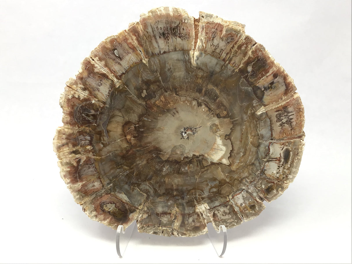 Madagascar Petrified Wood Slice with Natural Bark Edge - Medium on Lucite Easel