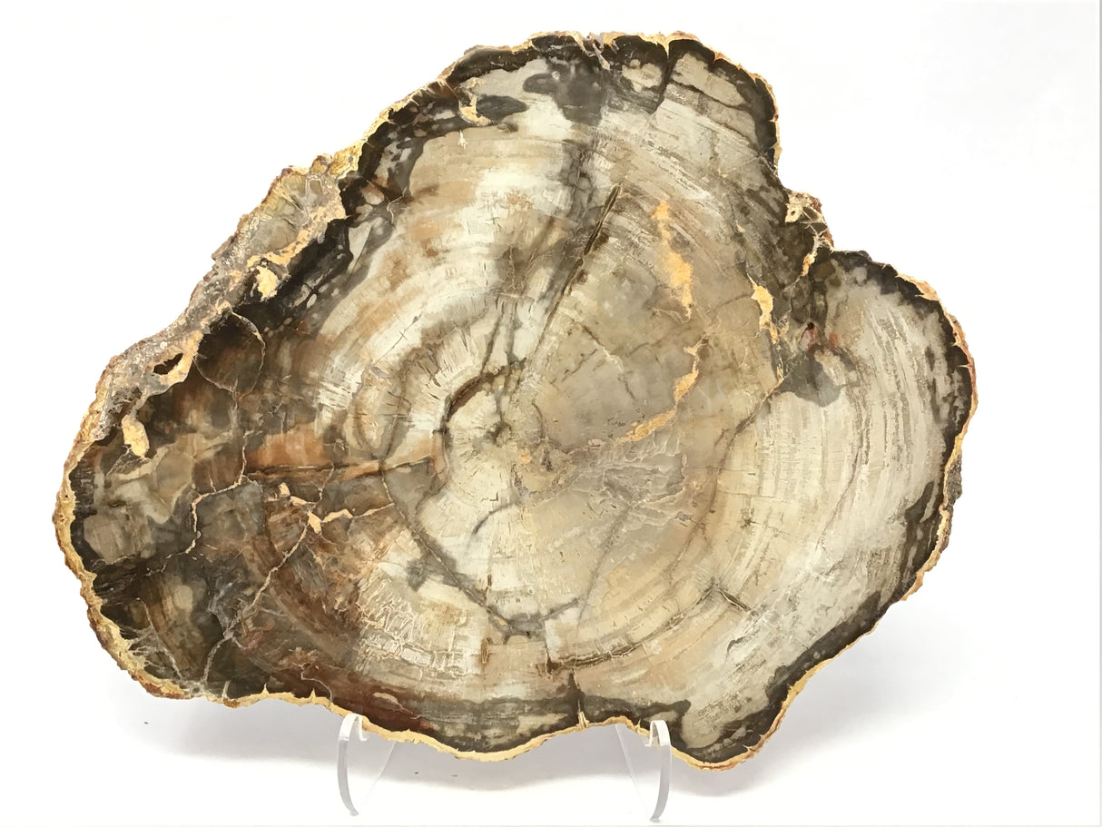 Madagascar Petrified Wood Slice with Natural Bark Edge - Medium on Lucite Easel