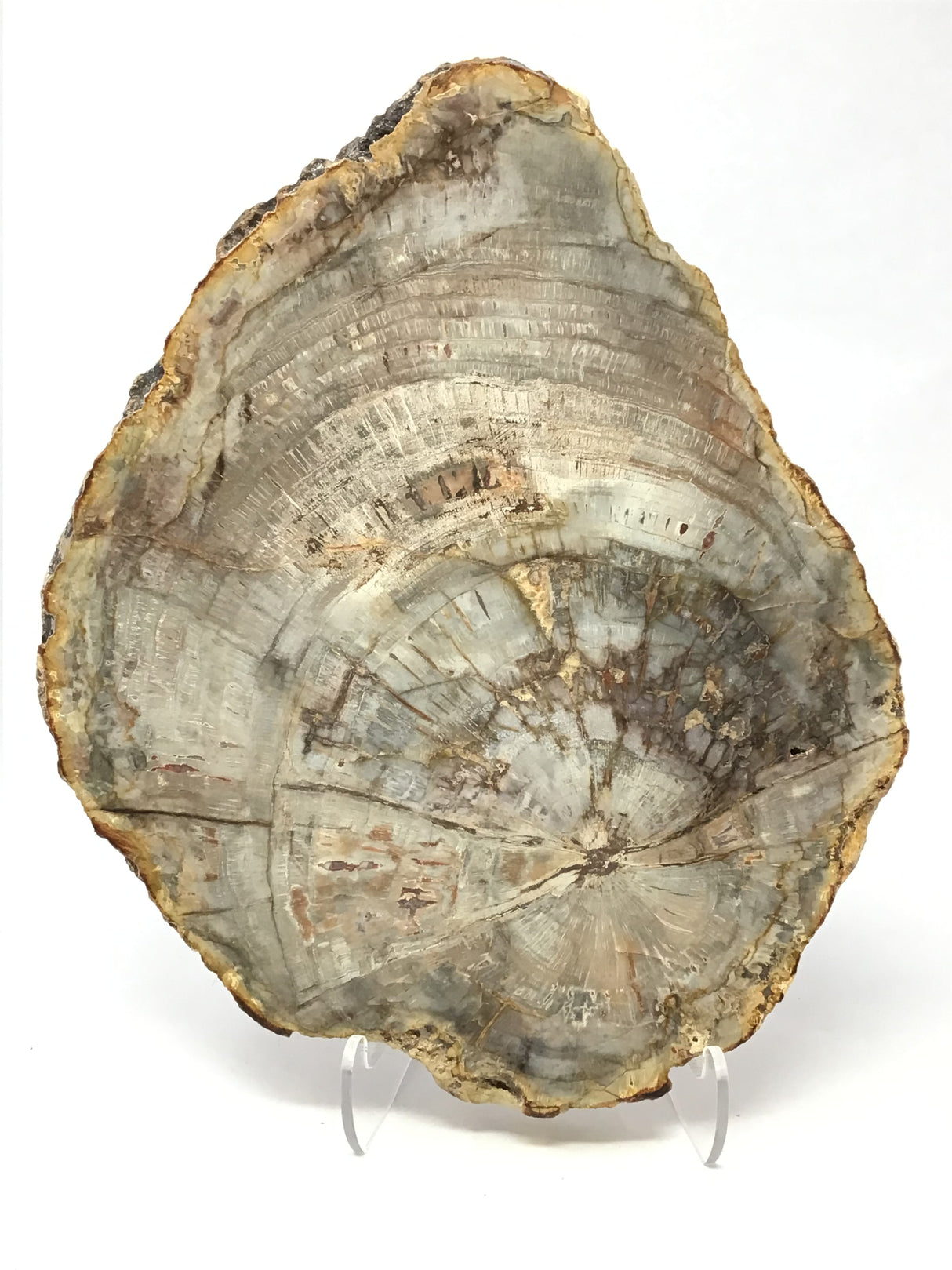 Madagascar Petrified Wood Slice with Natural Bark Edge - Medium on Lucite Easel