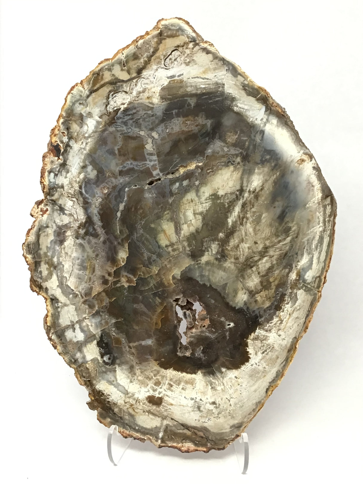 Madagascar Petrified Wood Slice with Natural Bark Edge - Medium on Lucite Easel