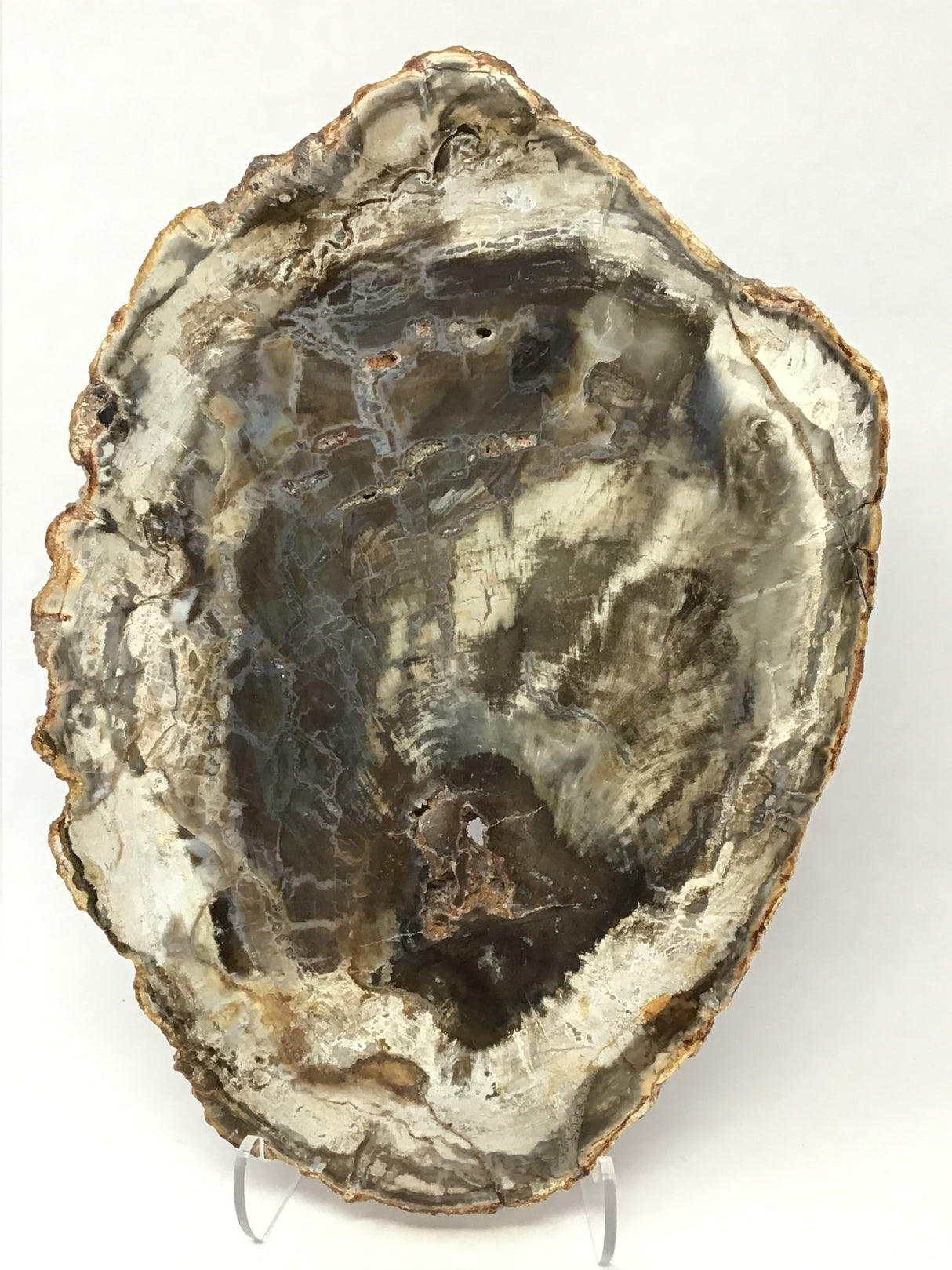 Madagascar Petrified Wood Slice with Natural Bark Edge - Medium on Lucite Easel