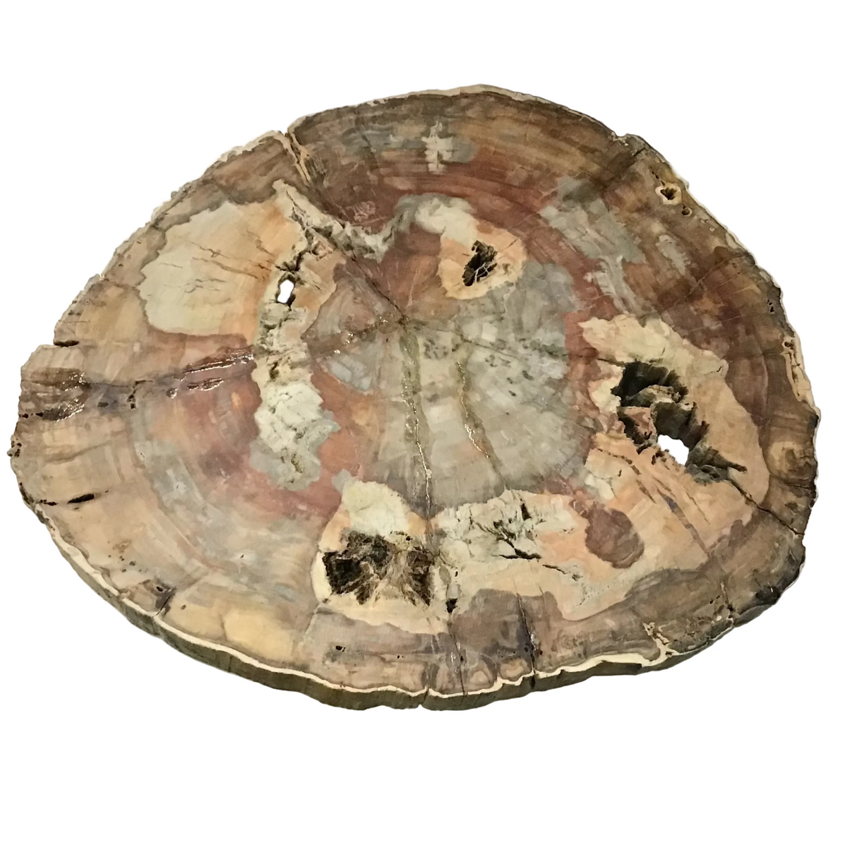 Madagascar Petrified Wood Slice With Browns & Red & Grays