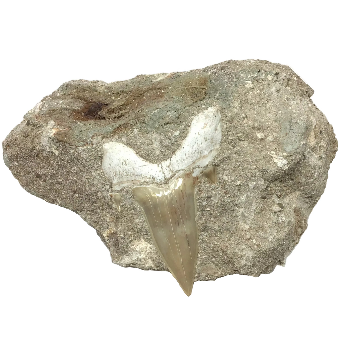 Otudus Shark Tooth in Seabed Matrix - Protruded Tooth