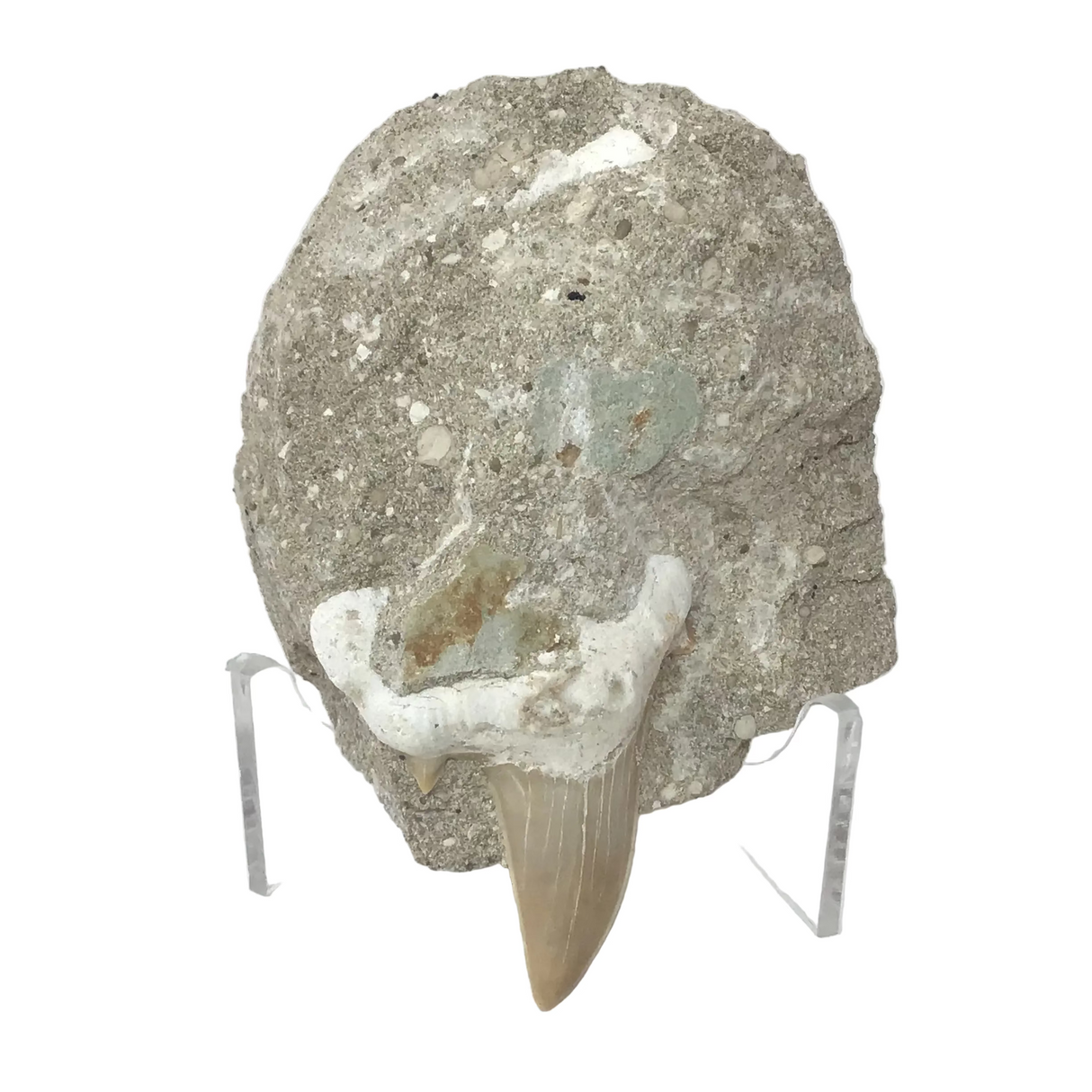 Otudus Shark Tooth in Seabed Matrix - Protruded Tooth