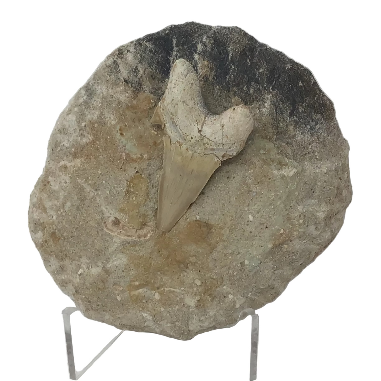 Otudus Shark Tooth in Seabed Matrix - Protruded Tooth