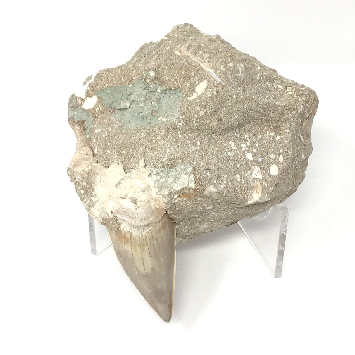 Otudus Shark Tooth in Seabed Matrix - Protruded Tooth