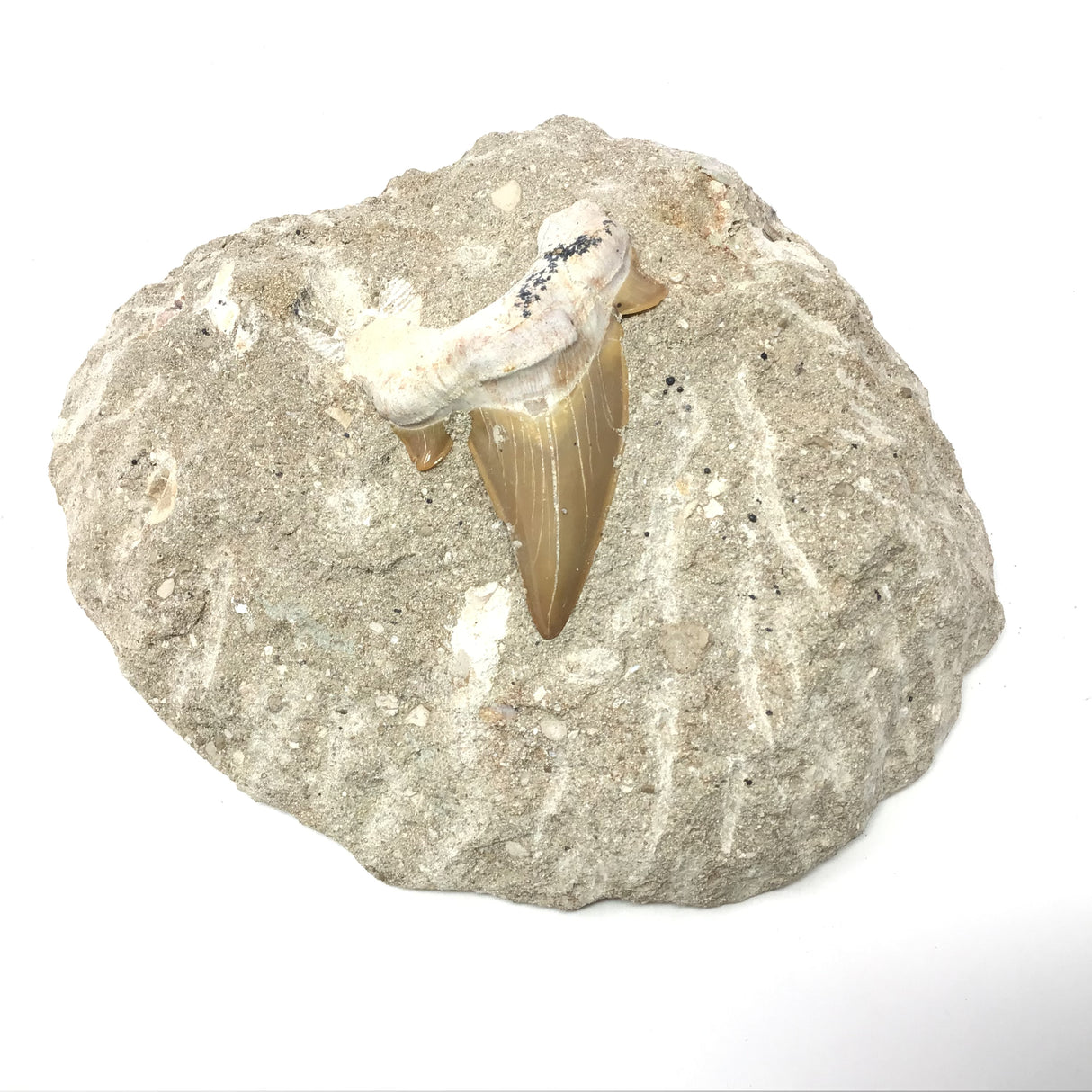 Otudus Shark Tooth in Seabed Round Matrix