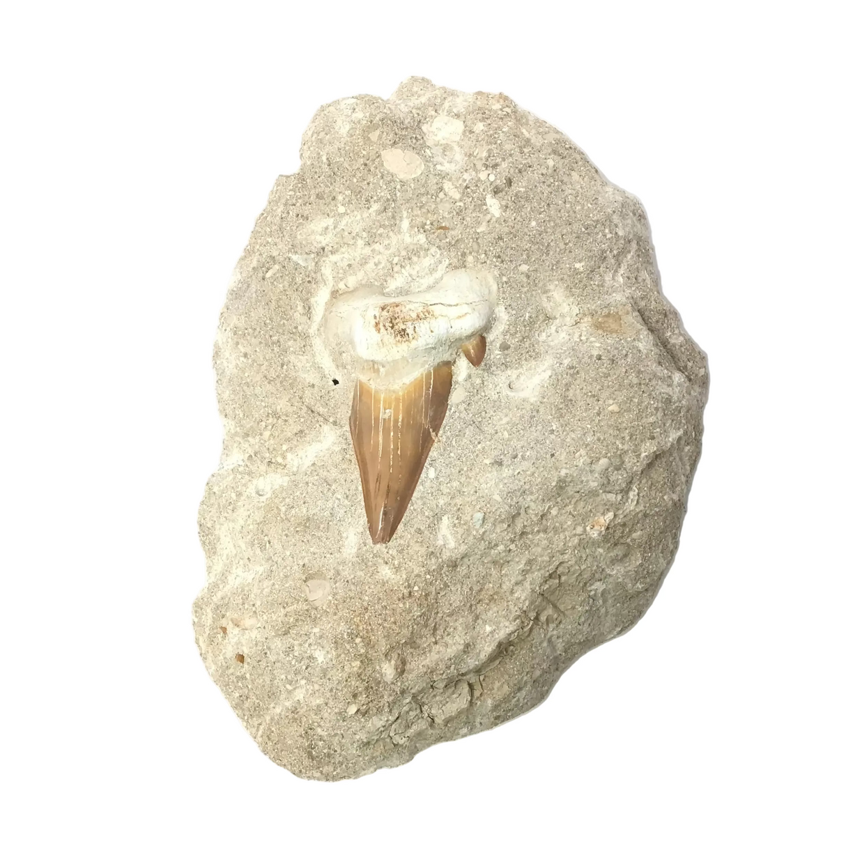 Otudus Shark Tooth in Seabed Matrix