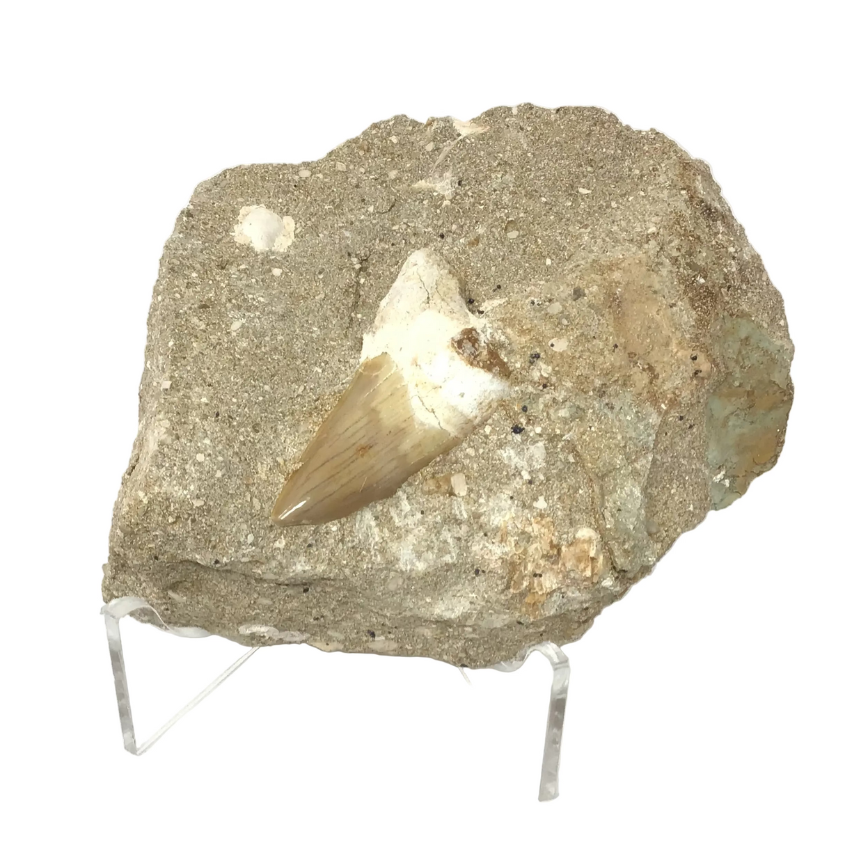 Otudus Shark Tooth in Seabed Embedded Matrix