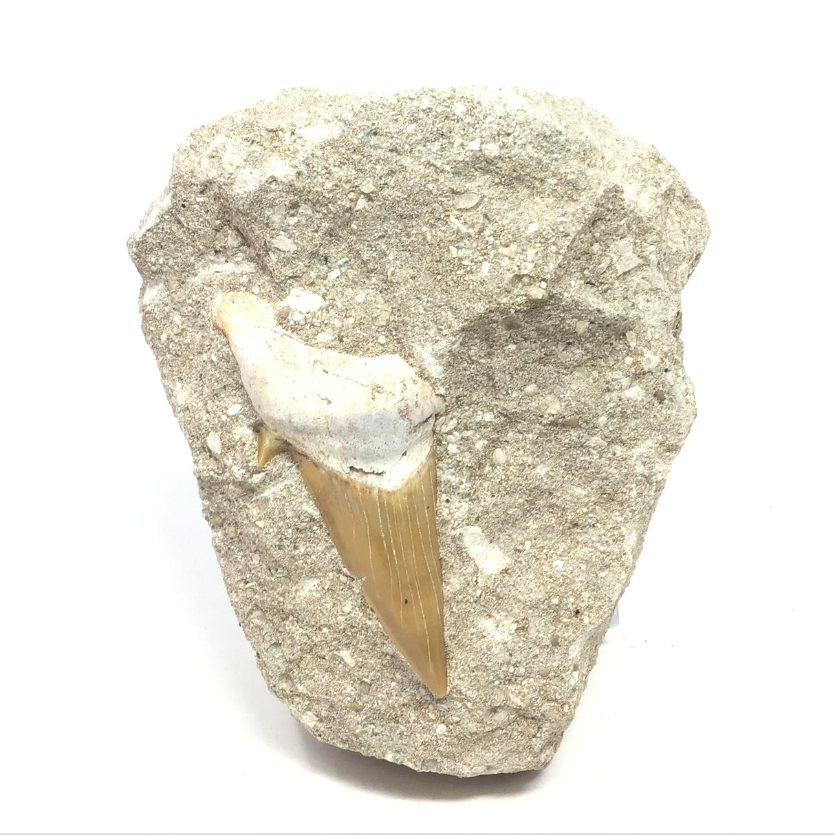 Otudus Shark Tooth in Seabed Embedded Matrix