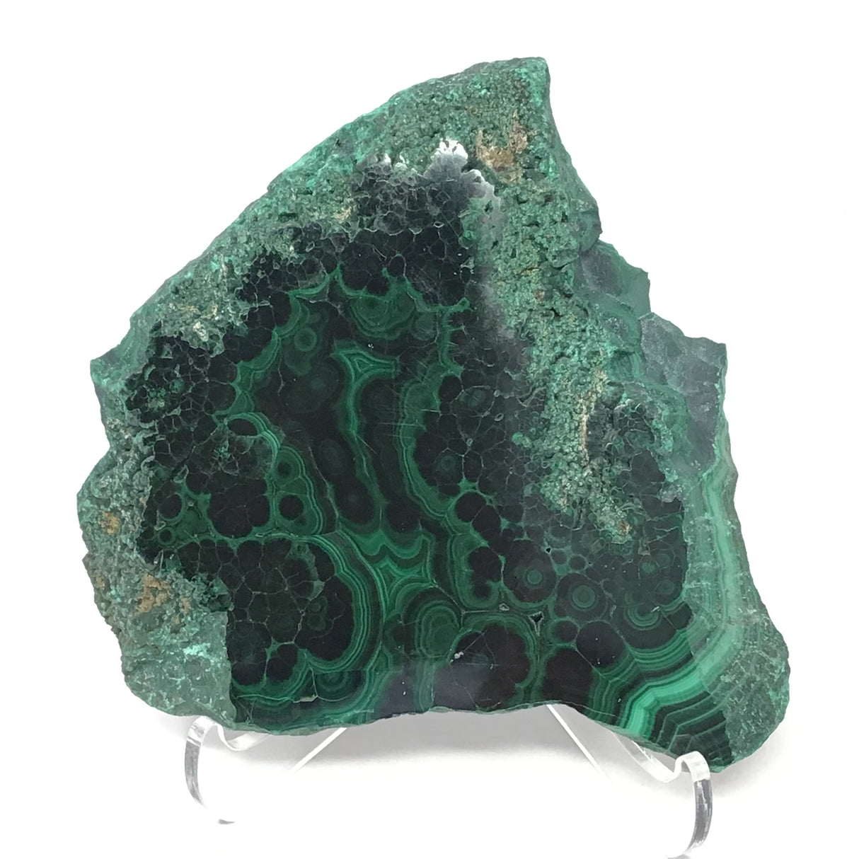 Malachite Slice with Striking Botryoidal Patterns on Lucite Stand