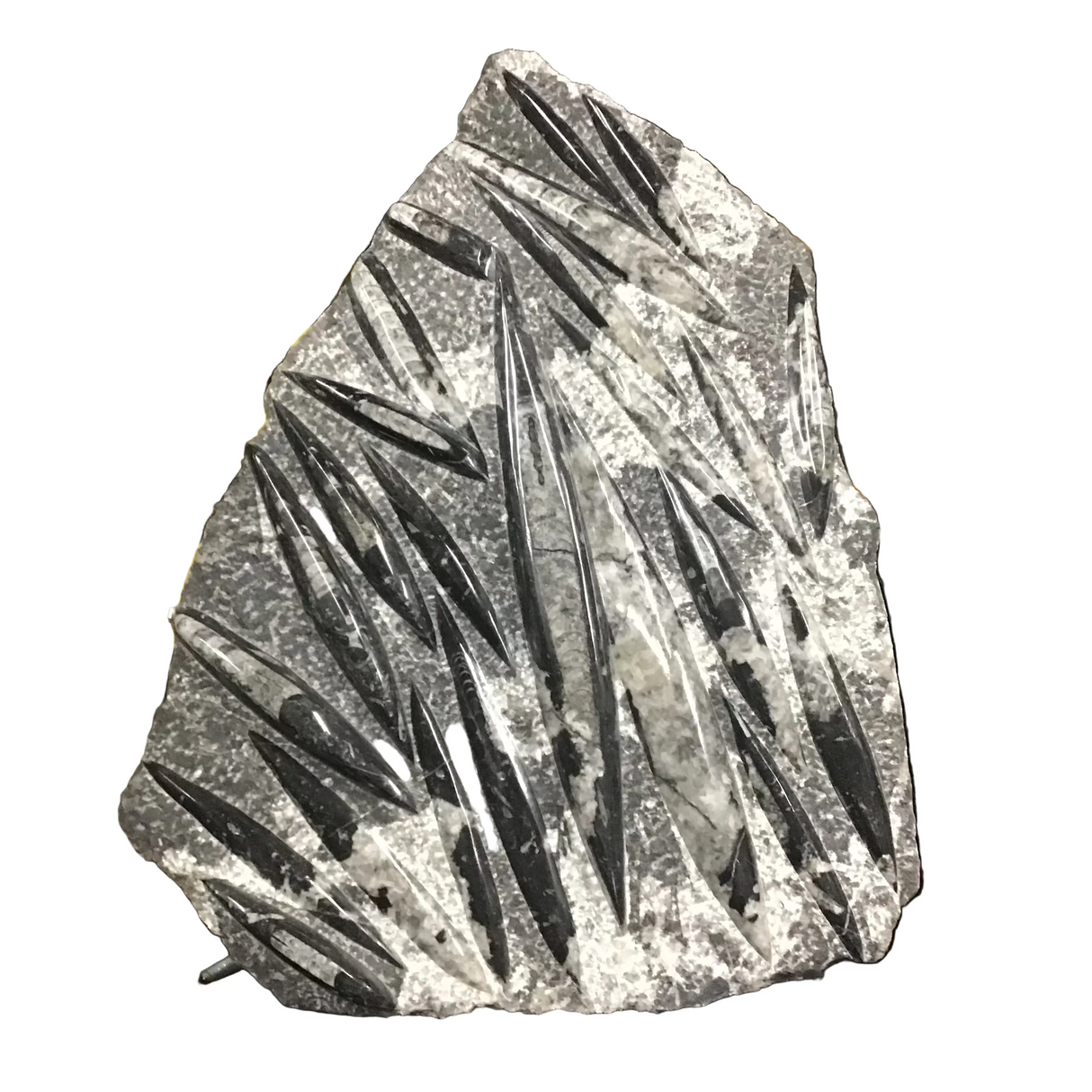 Orthoceras Fossil Plaque on Rebar Stand ( Not Included)