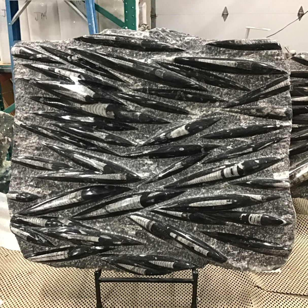 Orthoceras Fossil Plaque on Rebar Stand ( Not Included)