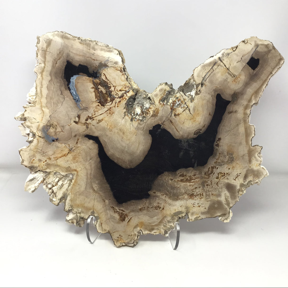 Indonesian Petrified Wood Slice with Blacks & Tan Tones on Lucite Easel Stand