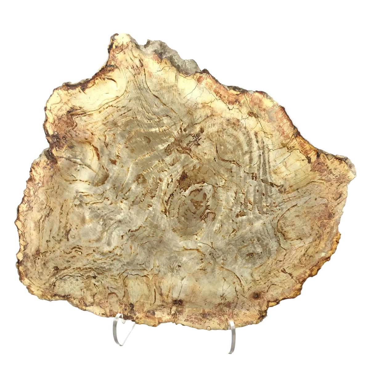 Indonesian Petrified Wood Slice with Sepia Tones on Lucite Stand