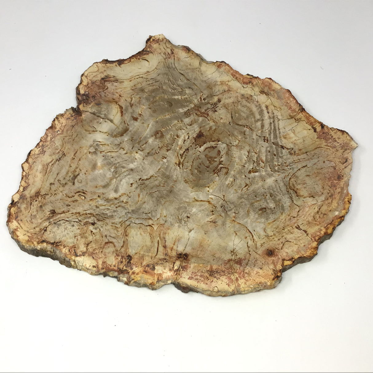 Indonesian Petrified Wood Slice with Sepia Tones on Lucite Stand