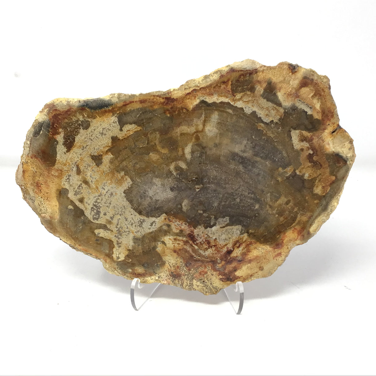 Indonesian Petrified Wood Slice with Brindle Patterns on Lucite Easel Stand