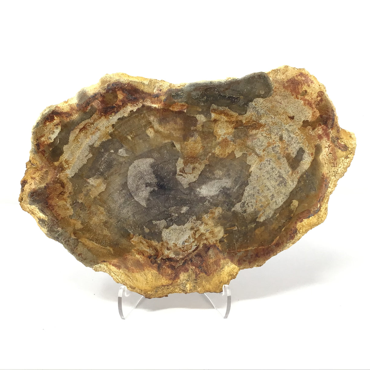 Indonesian Petrified Wood Slice with Brindle Patterns on Lucite Easel Stand