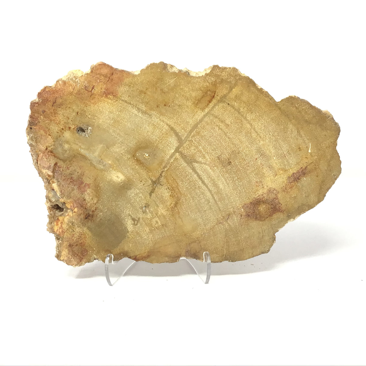 Indonesian Petrified Wood Slice with Caramel & Toffee Tones