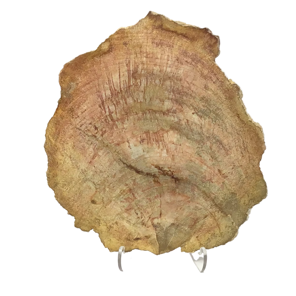 Indonesian Petrified Wood Slice with Caramel & Toffee Tones