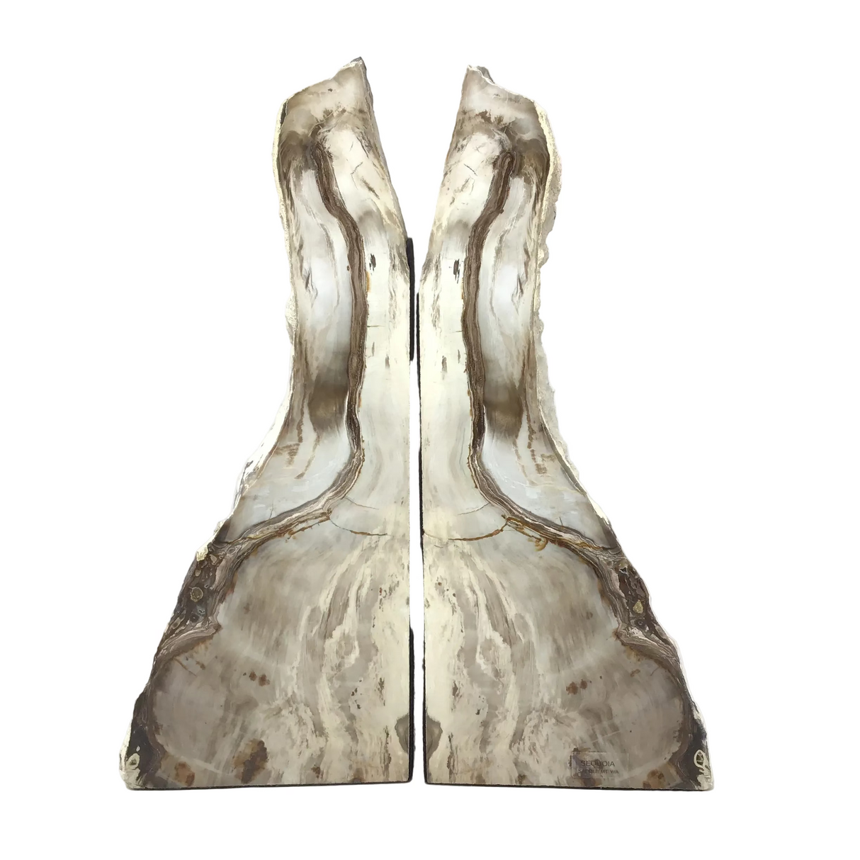 Saddle Mountain Cypress Petrified Wood Bookends - Tapered Top