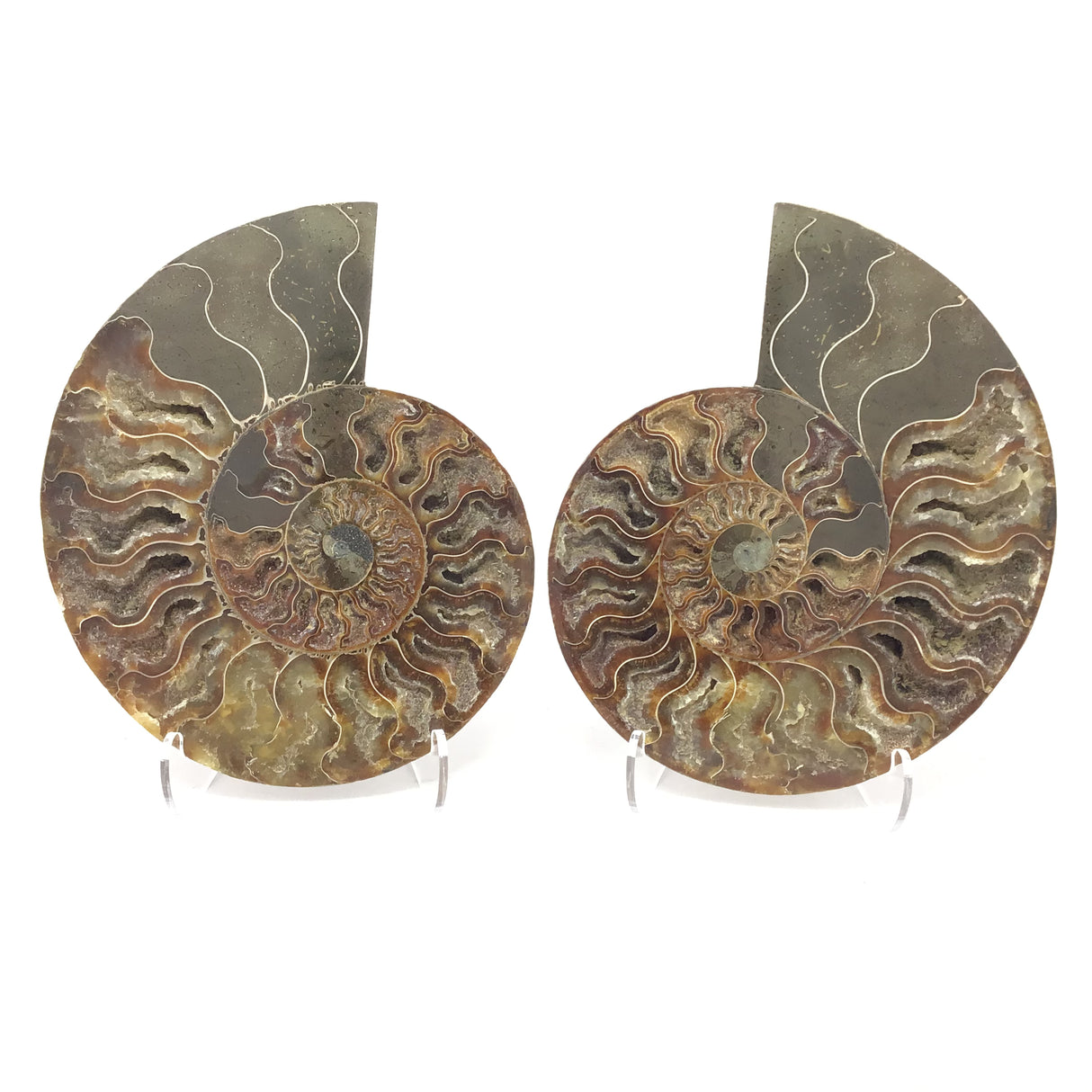 Calcite Fossilized Ammonite Pairs in Lucite Easel Stand - Calcite Druzied Cavities