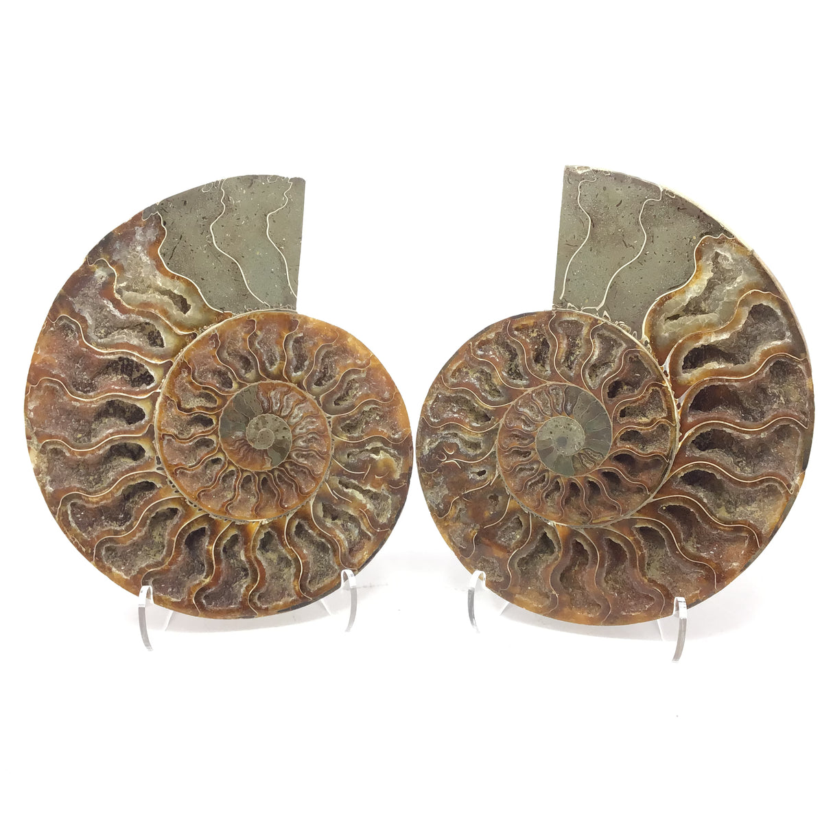 Calcite Fossilized Ammonite Pairs in Lucite Easel Stand - Calcite Druzied Cavities