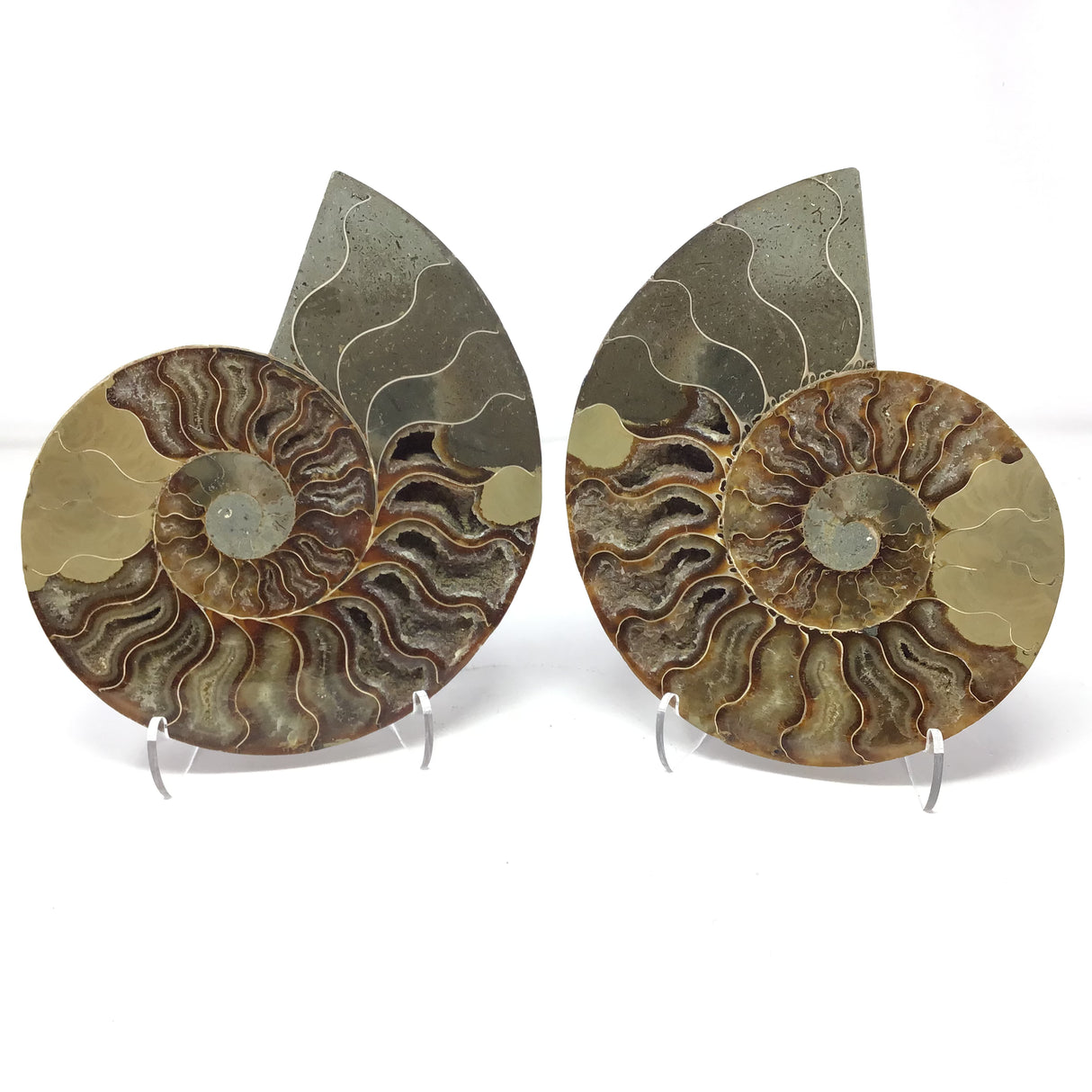 Calcite Fossilized Ammonite Pairs in Lucite Easel Stand - Filled Calcite Cavities
