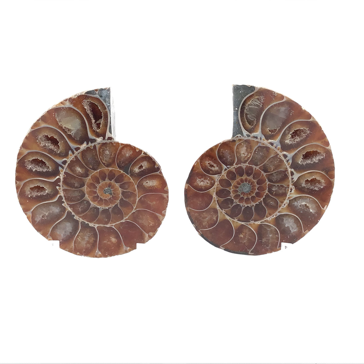 Ammonite Fossil Pair on Lucite Stands - 1.5"