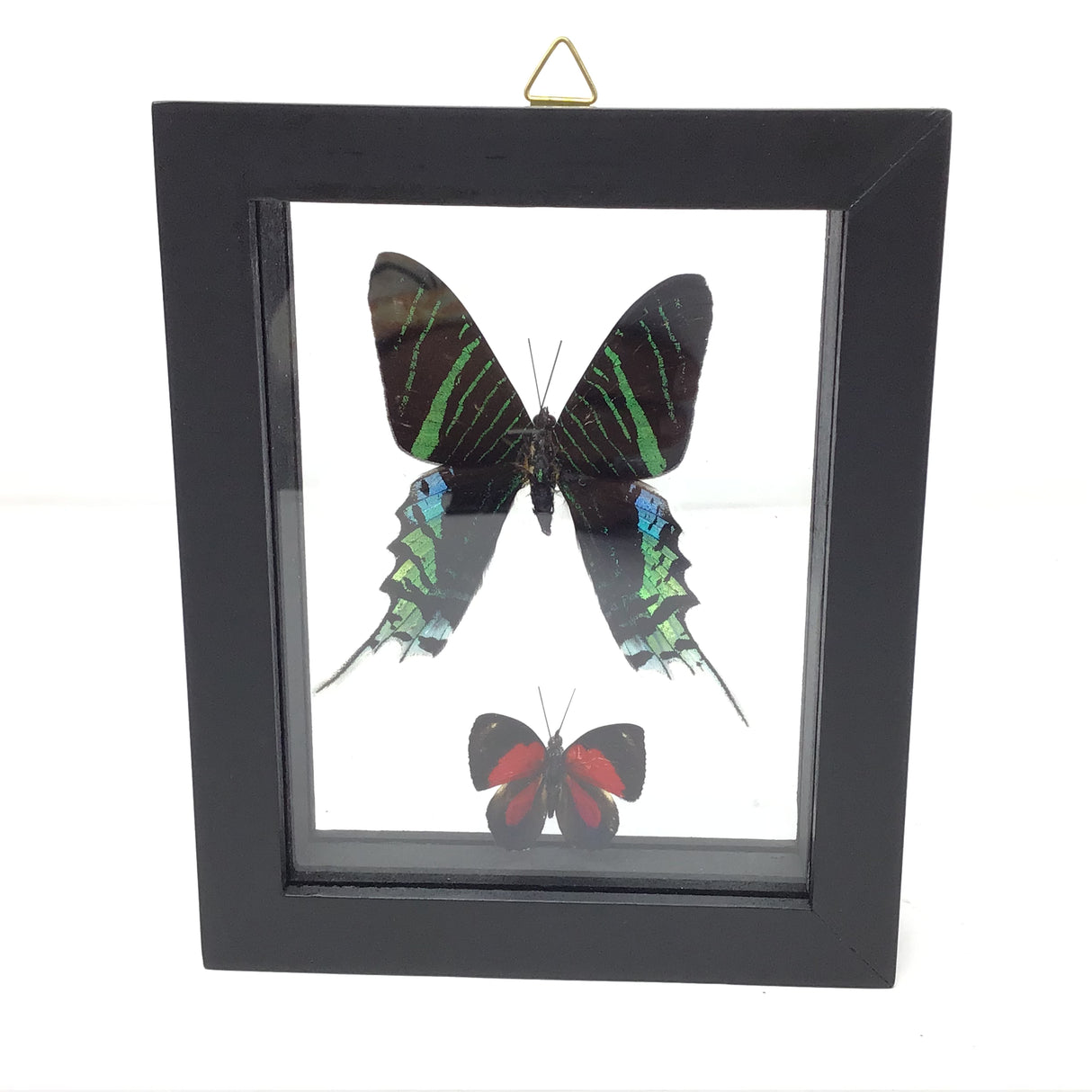 Butterfly Frame Duo - Assorted Species