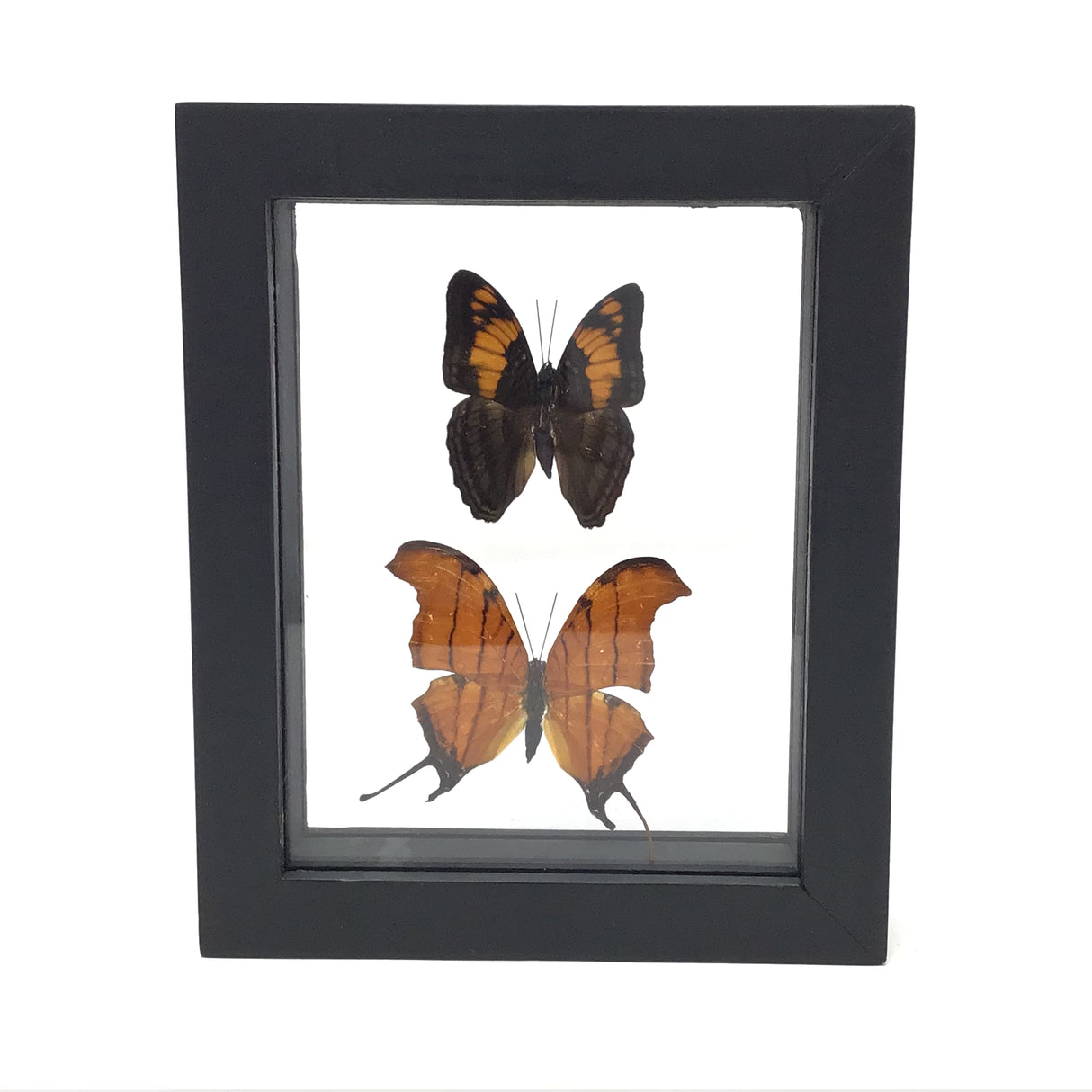 Butterfly Frame Duo - Assorted Species
