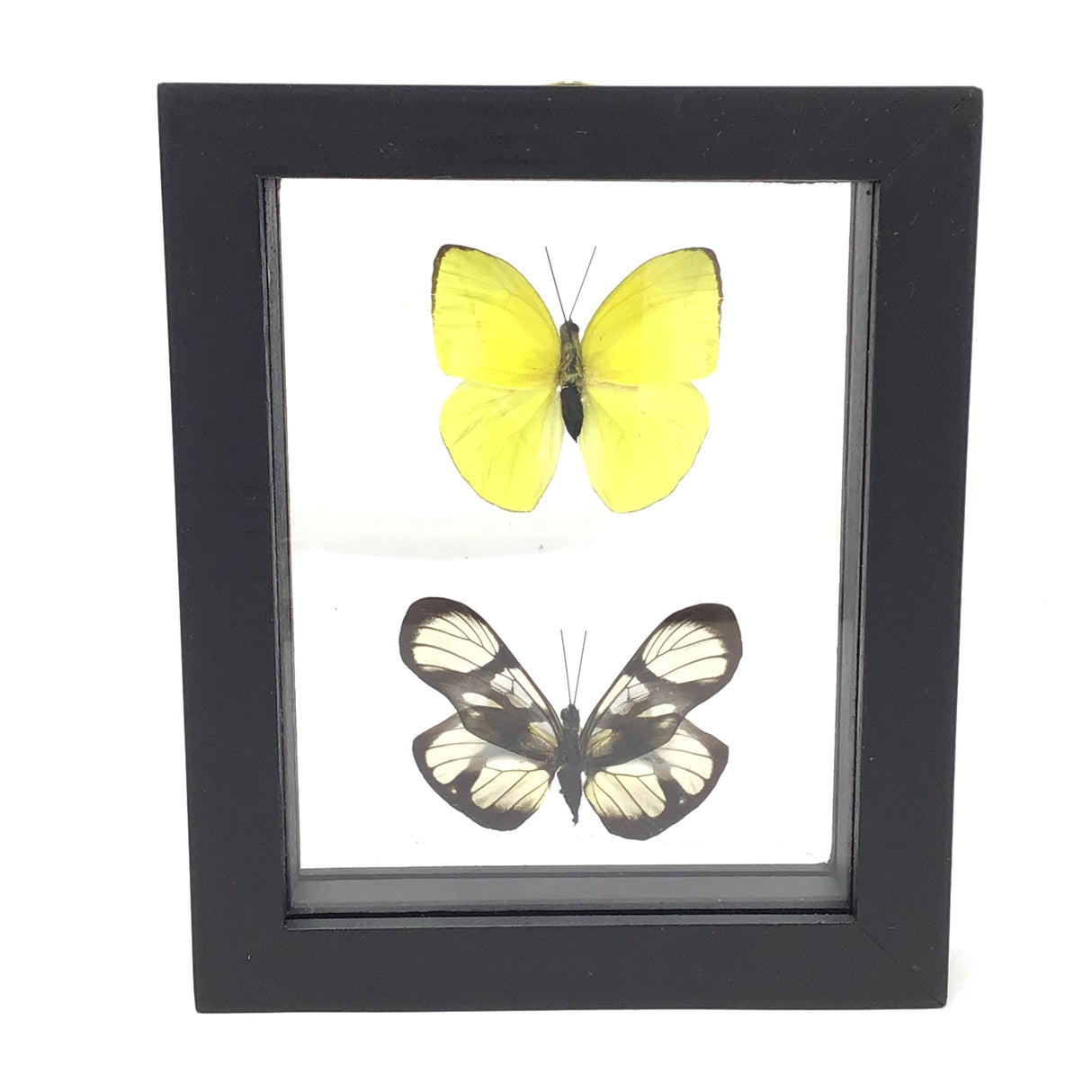 Butterfly Frame Duo - Assorted Species