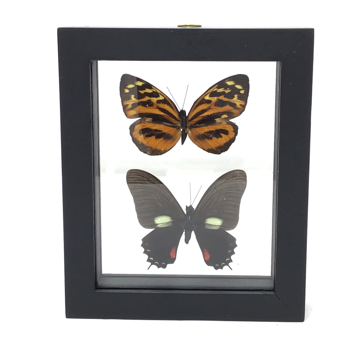 Butterfly Frame Duo - Assorted Species