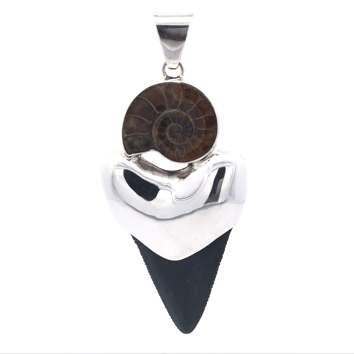 Elegant Design Fossil Pendant - Duct - Ammonite Half & Megalodon Shark Tooth
