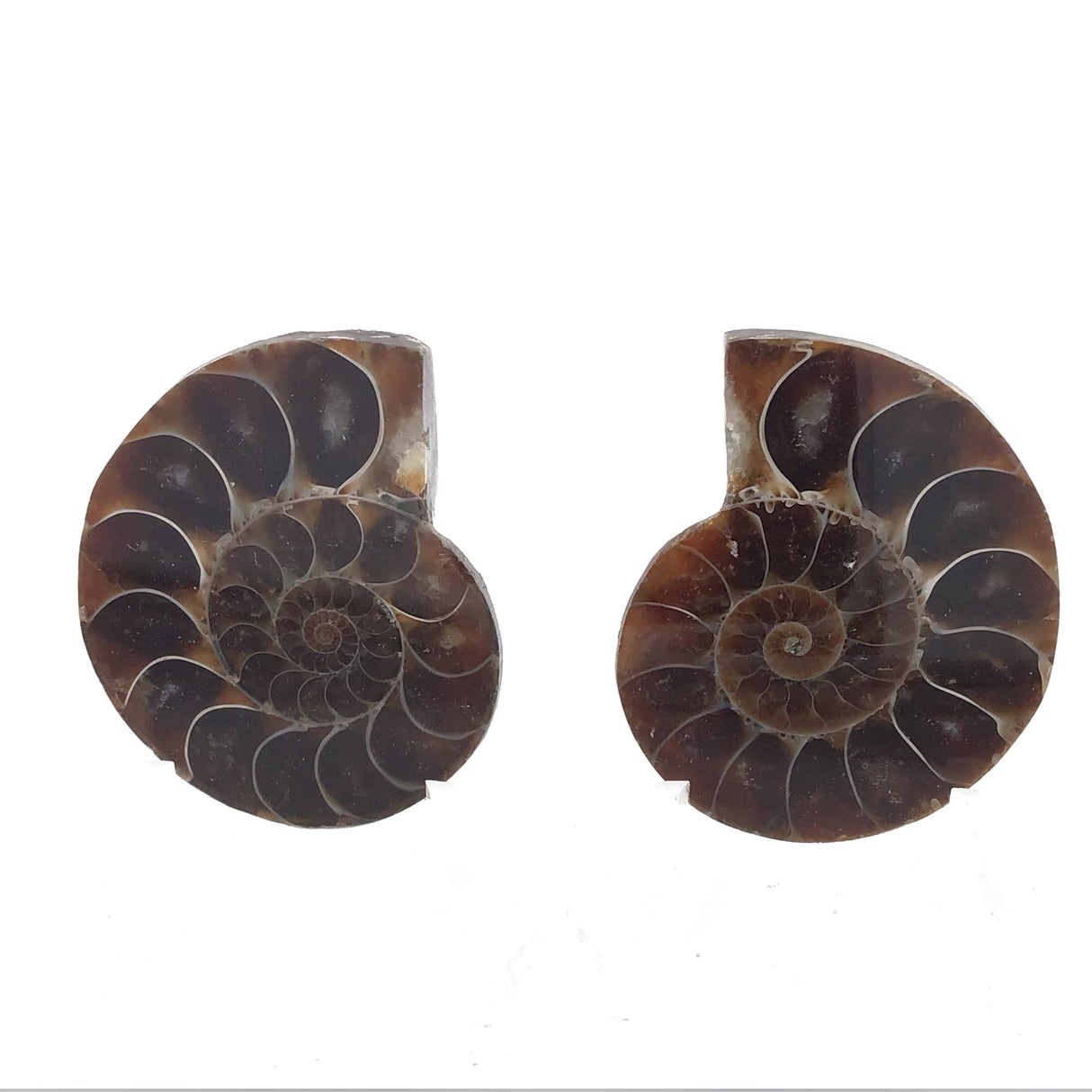 Ammonite Fossil Pair on Lucite Stands - 1.25"