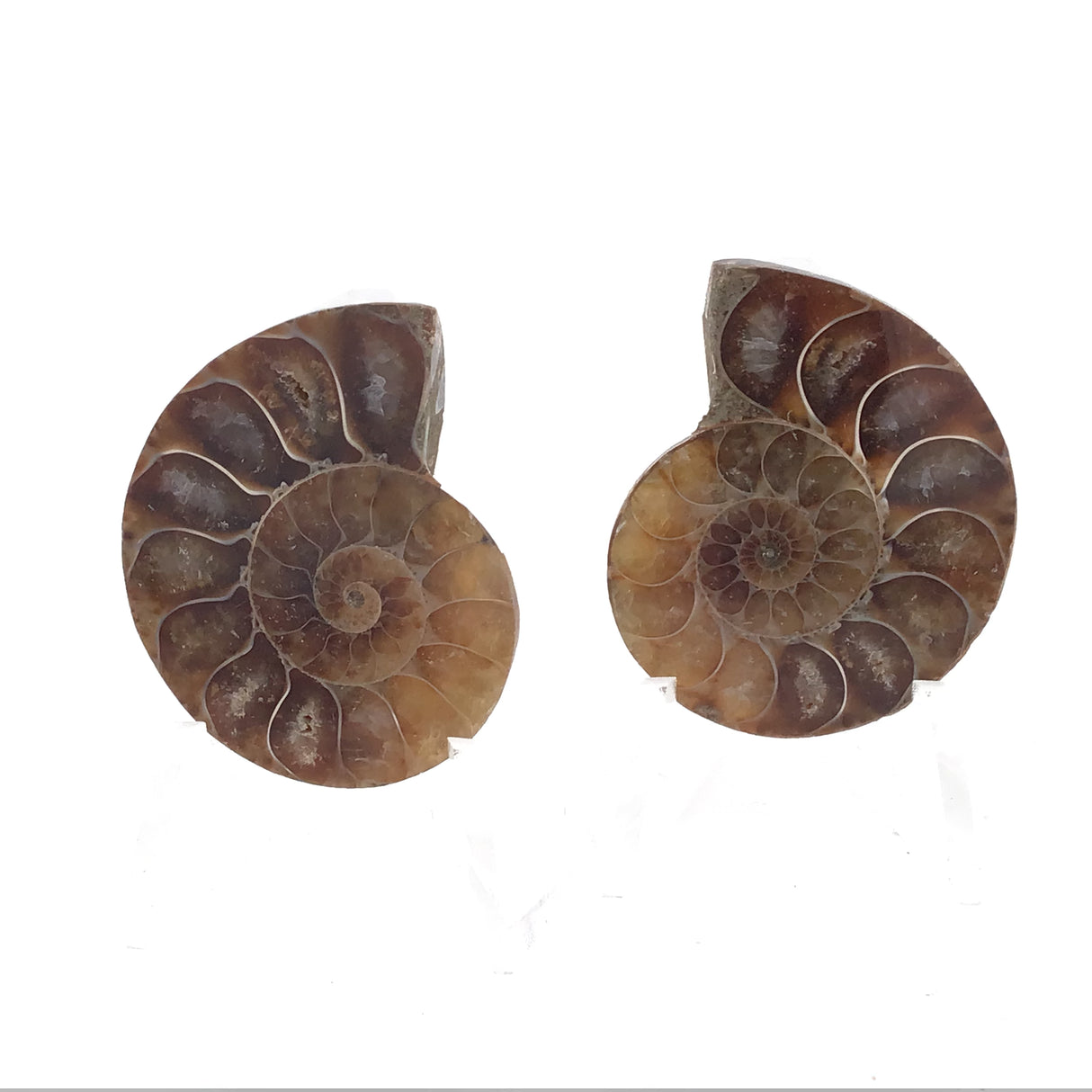Ammonite Fossil Pair on Lucite Stands - 1.25"
