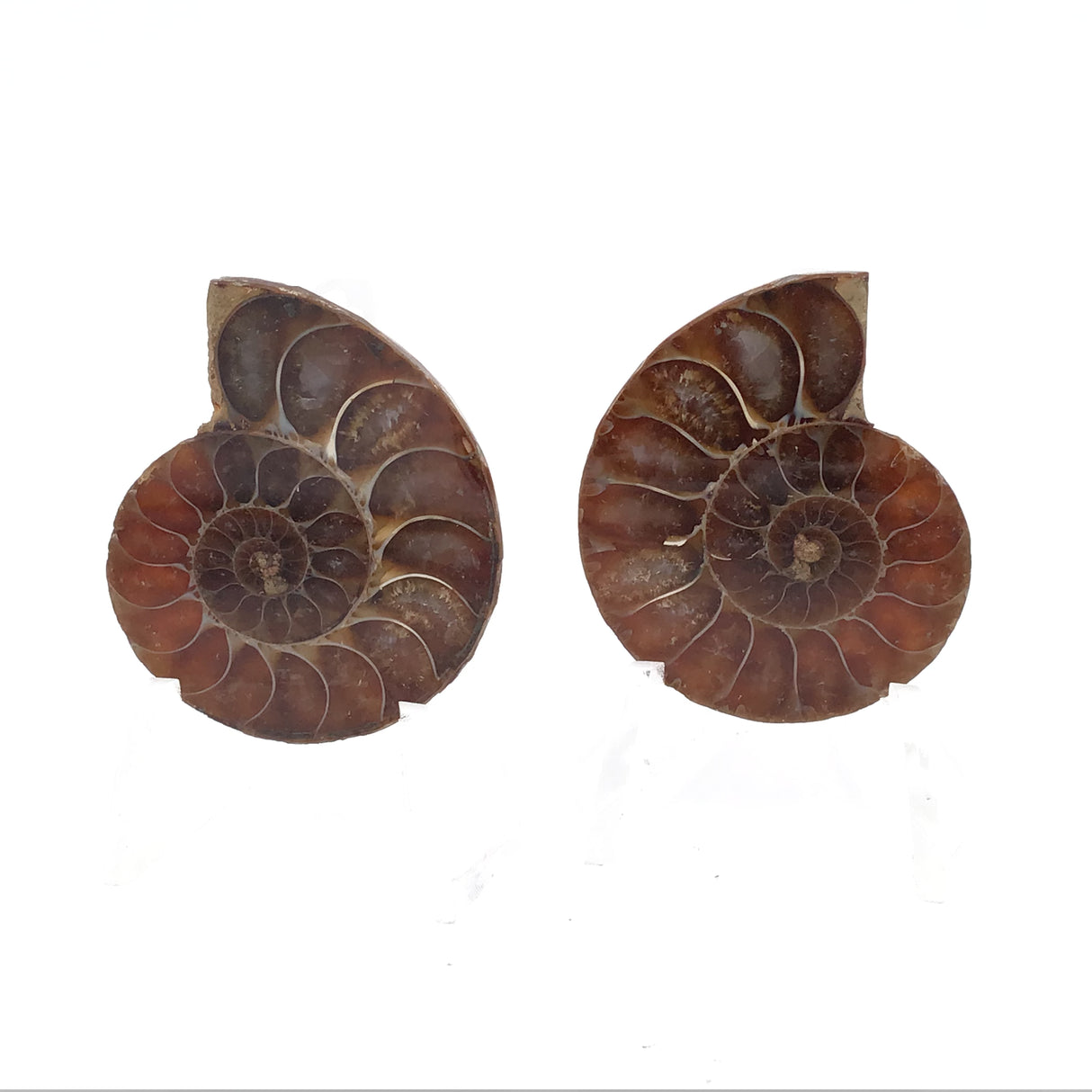 Ammonite Fossil Pair on Lucite Stands - 1.25"