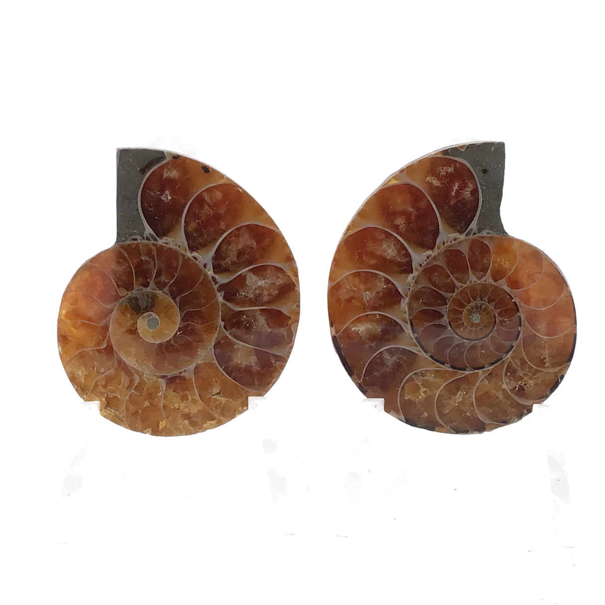 Ammonite Fossil Pair on Lucite Stands - 1.25"