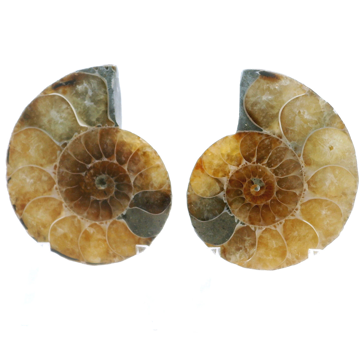 Ammonite Fossil Pair on Lucite Stands - 1.5"