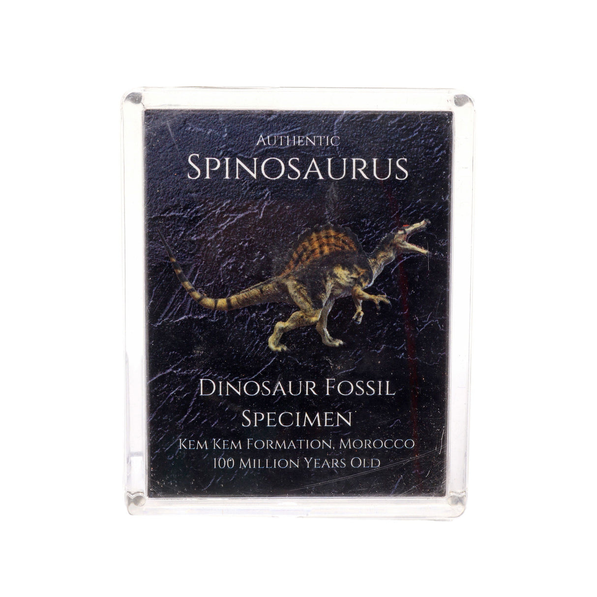 Jurassic Collection - Spinosaurus Dinosaur Fossil