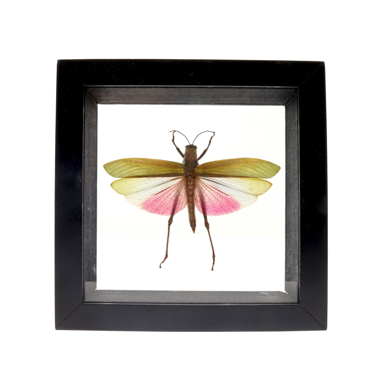 Small Grasshopper with Red & Purple Wings in Frame