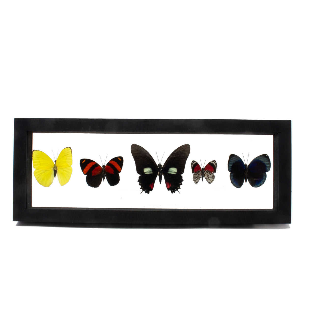 Butterfly Frame 5 Count Variety from Peru - Horizontally Set
