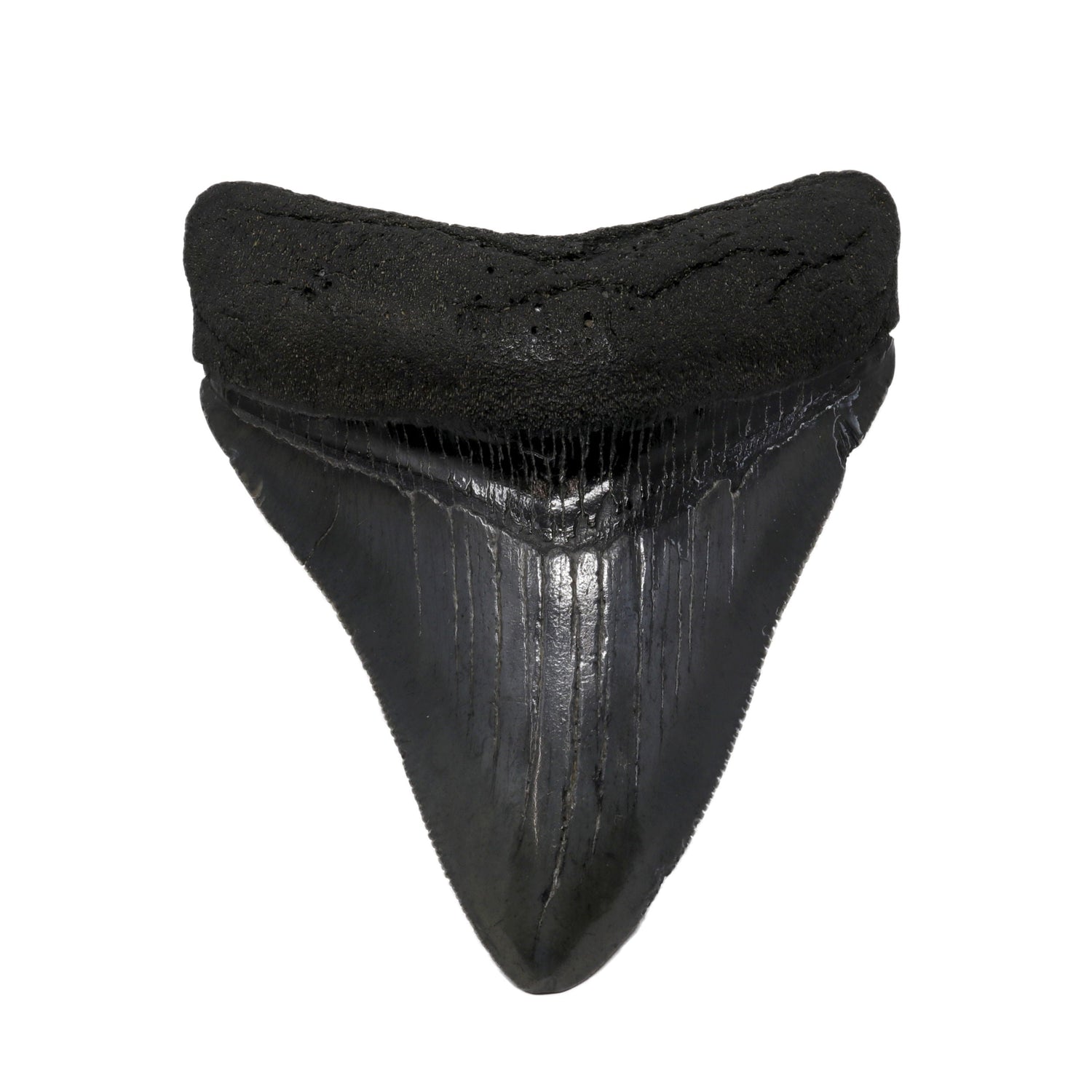 Megalodon Shark Tooth A+ (Medium) from South Carolina