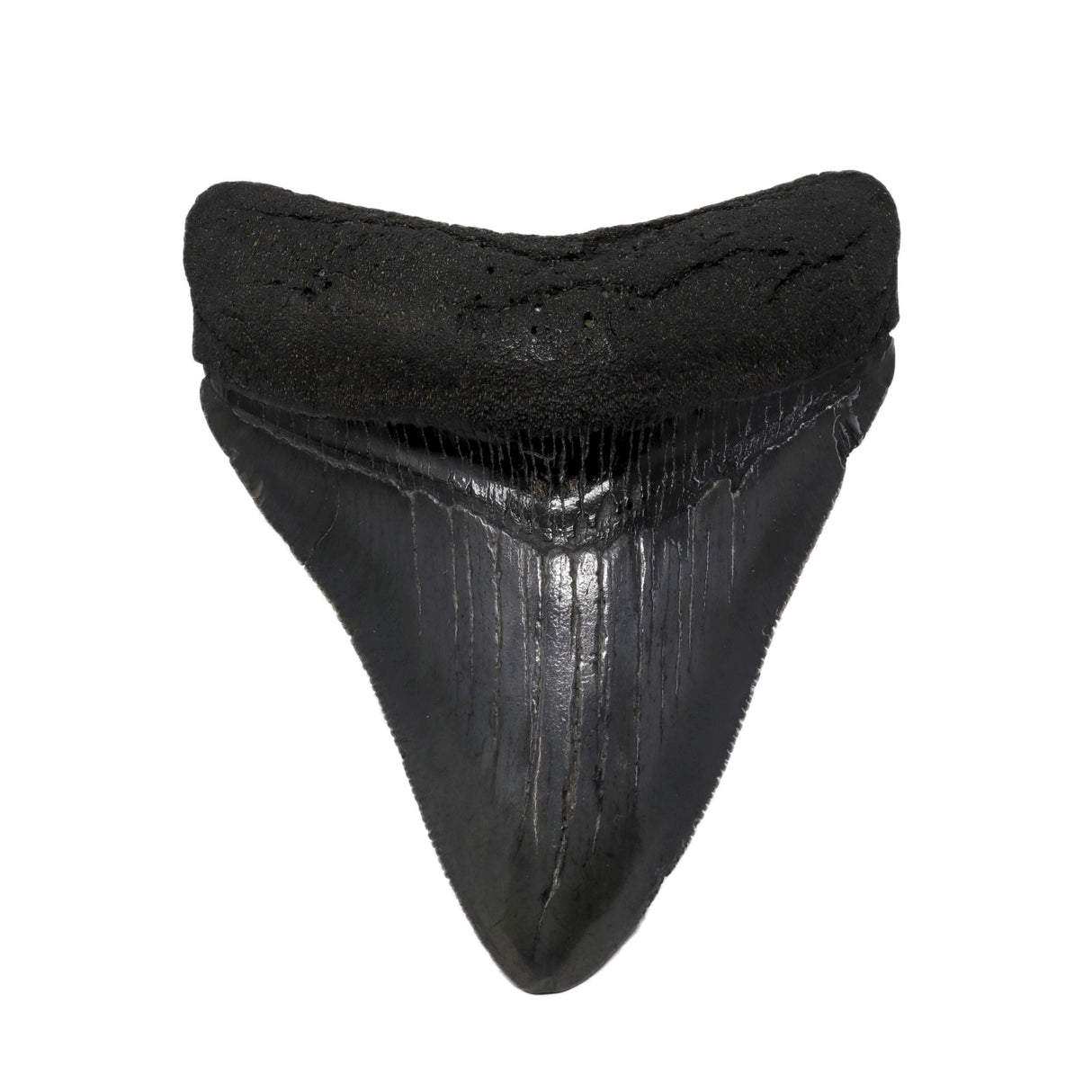 Megalodon Shark Tooth A+ (Medium) from South Carolina