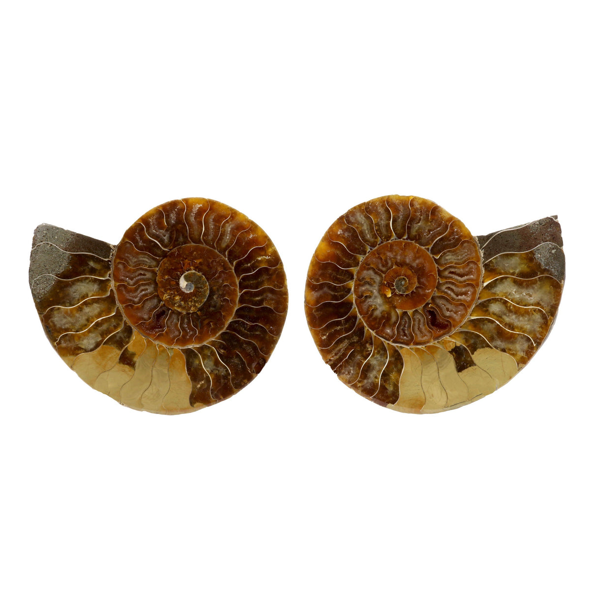 Ammonite Fossil Pair in Lucite Stands - Beige Seabed Opalescent Back