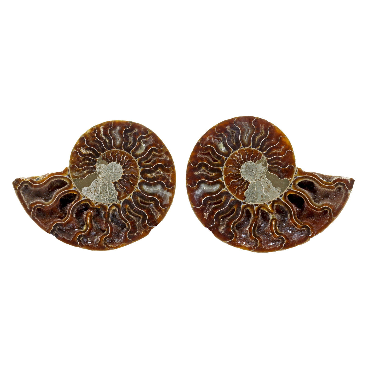 Ammonite Fossil Pair in Lucite Stands - Dark Calcite Face with Druze Pockets