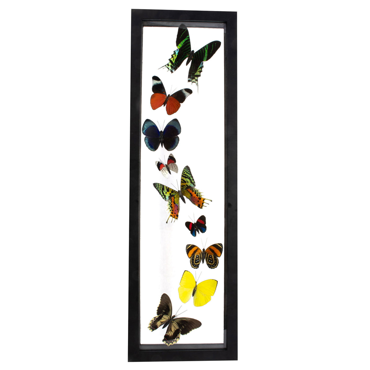 Butterfly Frame 9 Count Variety with Sunset Moth from Peru