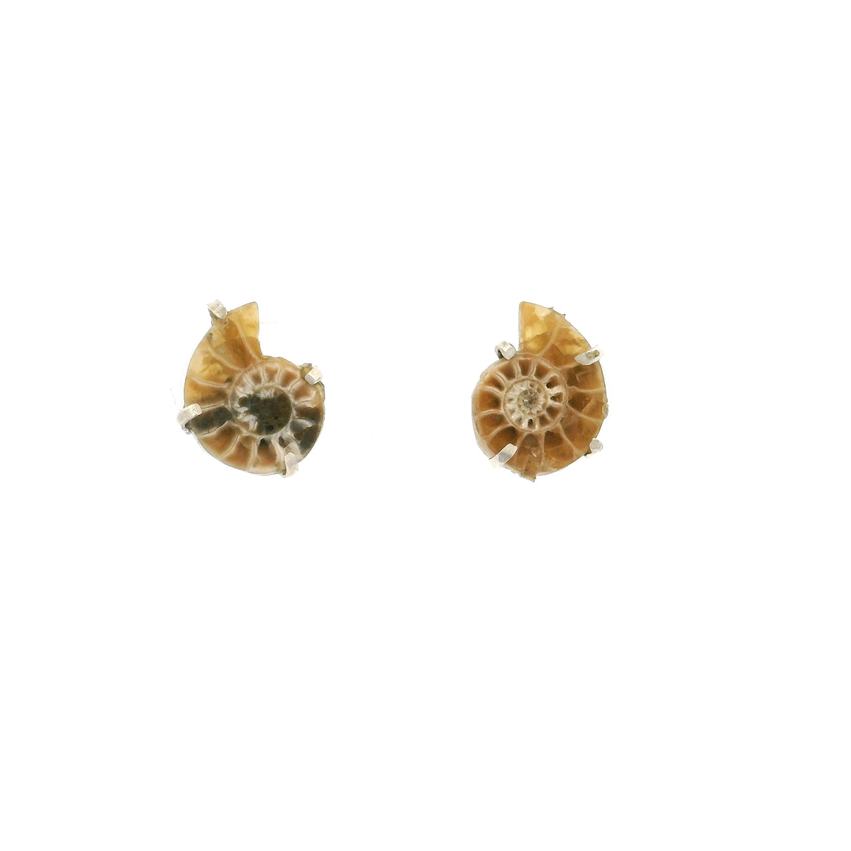 Boucles d'oreilles clous Ammonite - Paire Bébé
